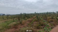 关于樱桃树死亡，逐条驳